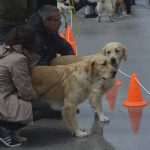 Photo Gallery: More Than 800 Dogs From Three Continents Gathered in Dubrovnik 9 cacib psi050