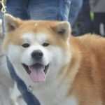 Photo Gallery: More Than 800 Dogs From Three Continents Gathered in Dubrovnik 4 cacib psi055