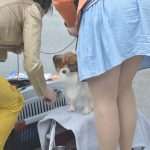 Photo Gallery: More Than 800 Dogs From Three Continents Gathered in Dubrovnik 5 cacib psi059