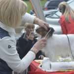 Photo Gallery: More Than 800 Dogs From Three Continents Gathered in Dubrovnik 6 cacib psi060