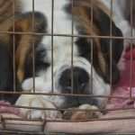 Photo Gallery: More Than 800 Dogs From Three Continents Gathered in Dubrovnik 3 cacib psi065