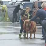 Photo Gallery: More Than 800 Dogs From Three Continents Gathered in Dubrovnik 1 cacib psi071