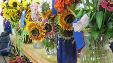 Fair 'I love Croatia, I love Dubrovnik' To be Held on Saturday 1 flowers 939950 1280