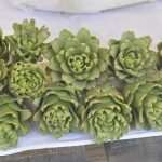 Living Healthly: Photo Gallery from our Fish and Green Market! 13 Green And Fish Market Dubrovnik 10