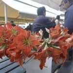 Living Healthly: Photo Gallery from our Fish and Green Market! 5 Green And Fish Market Dubrovnik 18