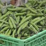 Living Healthly: Photo Gallery from our Fish and Green Market! 21 Green And Fish Market Dubrovnik 2