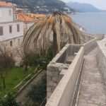 The Red Palm Weevil Attacks Dubrovnik's Most Beautiful Trees 6 Palma Grad Iga 1