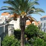The Red Palm Weevil Attacks Dubrovnik's Most Beautiful Trees 5 Palma Grad Iga 4