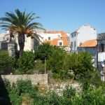 The Red Palm Weevil Attacks Dubrovnik's Most Beautiful Trees 4 Palma Grad Iga 5