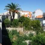 The Red Palm Weevil Attacks Dubrovnik's Most Beautiful Trees 3 Palma Grad Iga 6