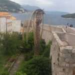 The Red Palm Weevil Attacks Dubrovnik's Most Beautiful Trees 2 Palma Grad Iga 7