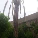 The Red Palm Weevil Attacks Dubrovnik's Most Beautiful Trees 1 Palma Grad Iga 8