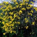 Spanish Broom Zuka 1