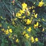 Spanish Broom Zuka 2