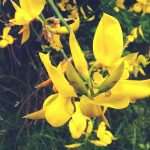 Spanish Broom Zuka 6