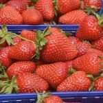 Photo Gallery: Strawberries from Ston Will Satisfy Any Sweet Tooth! 9 Ston Strawberries 4