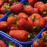Photo Gallery: Strawberries from Ston Will Satisfy Any Sweet Tooth! 8 Ston Strawberries 5