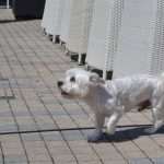 Sunny day in Uvala Lapad 8