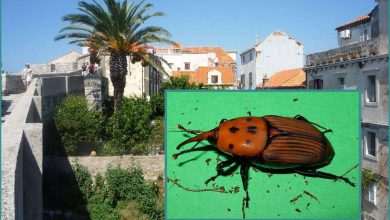 The Red Palm Weevil Attacks Dubrovnik's Most Beautiful Trees 1 Weevil Palm Trees