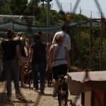 Famous Croatian-American Actor Visited Dubrovnik's Animal Shelter 11 Goran Visnjic Animal Shelter 10