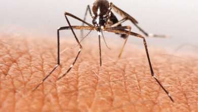 Zika Virus is Coming to Europe, But Here's Why You Don't Have to Worry When Visiting Dubrovnik 1 Zika Virus Mosquitoes