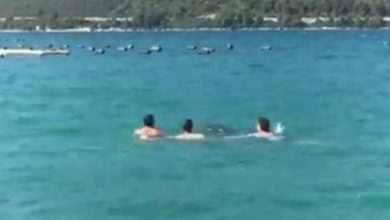 Video: Playful Dolphin Enjoys Swimming With Locals 7 Dolphin