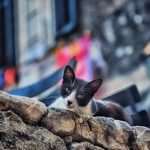 Cute Bollywood Actor Kunal Khenu is Wandering Around Dubrovnik 4 Khemster4