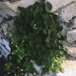 Photo Gallery: Mljet - a Magical Getaway 13 Mljet Perfect Gateaway 13