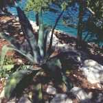 Photo Gallery: Mljet - a Magical Getaway 17 Mljet Perfect Gateaway 9