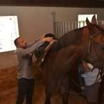 Photo Gallery: A Very Special Gift Arrived in Konavle Today 6 Snow Queen Horse for Jug 4