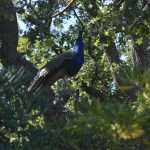 Photo Gallery: Lokrum, the Last Oasis of Summer 45 Lokrum 11