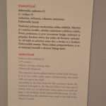 Photo Gallery: Everything You Need to know About Rector's Palace in One Exhibition 13 Rectors Palace Exhibition 24