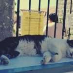 Photo Gallery: Charity Flea Market in Lazareti 16 Second Hand Foreign Circle 1