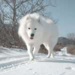 Haci Samoyed 1