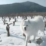 Haci Samoyed 3