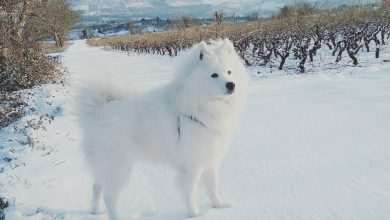 Beautiful Samoyed Haci Enjoys the Snow on Pelješac! 24 Samoyed in Snow 1