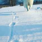Samoyed in Snow 2