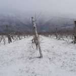 Video & Photo Gallery: Snow Surprise in Dubrovnik! 29 Snow Surprise 28