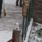 Video & Photo Gallery: Snow Surprise in Dubrovnik! 47 Snow Surprise 46