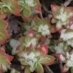 Video & Photo Gallery: Snow Surprise in Dubrovnik! 48 Snow Surprise 47