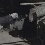 Robin Hood Origins 19