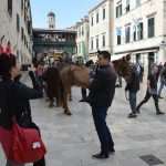 Photo Gallery: Robin Hood Action on Stradun! 22 Robin Hood Stradun 22