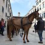 Photo Gallery: Robin Hood Action on Stradun! 24 Robin Hood Stradun 24