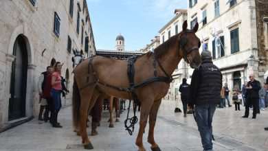 Photo Gallery: Robin Hood Action on Stradun! 5 Robin Hood Stradun 24