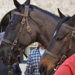 Photo Gallery: Robin Hood Action on Stradun! 36 Robin Hood Stradun 36