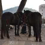 Photo Gallery: Robin Hood and Maid Marian to be Married in Dubrovnik? 25 Robin Hood Wedding 25