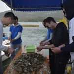 Photo Gallery: With a Pinch of Salt - The Festival of Oysters in Ston! 14 Festival of Oysters 14