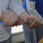 Photo Gallery: With a Pinch of Salt - The Festival of Oysters in Ston! 15 Festival of Oysters 15