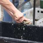 Photo Gallery: Everybody Loves Oysters! 28 Oysters Fest 28