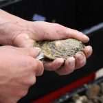 Photo Gallery: Everybody Loves Oysters! 31 Oysters Fest 31